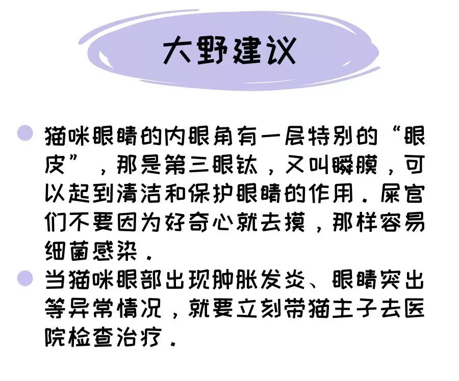 关于猫咪的五官的小知识,科普猫咪有多厉害