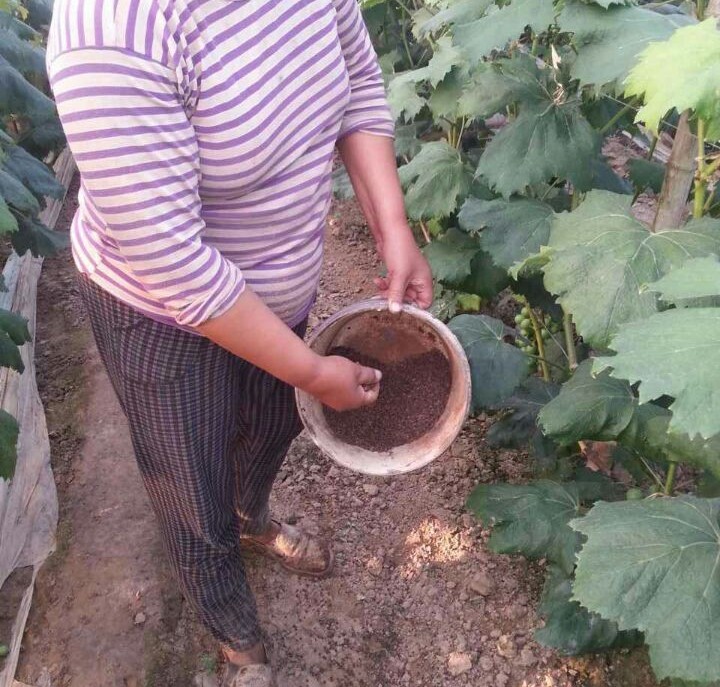 种菜怎样预防蜗牛,蔬菜上的蜗牛怎么养