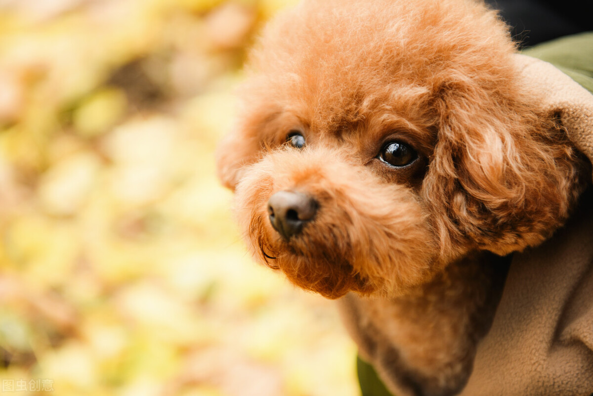 养狗须知狗狗总是不吃东西怎么办,养狗喂奶粉拉稀怎么办