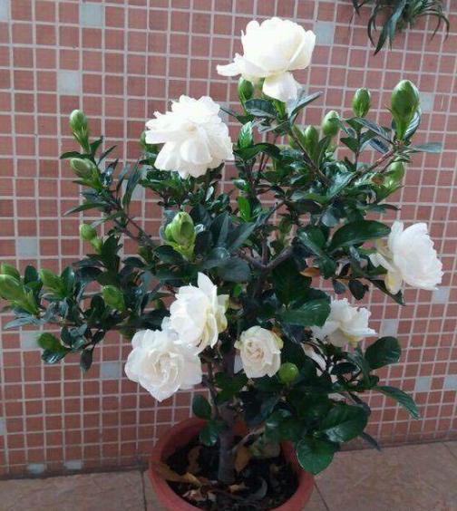 栀子花黄叶是什么原因如何解决,栀子花黄叶是什么原因如何处理