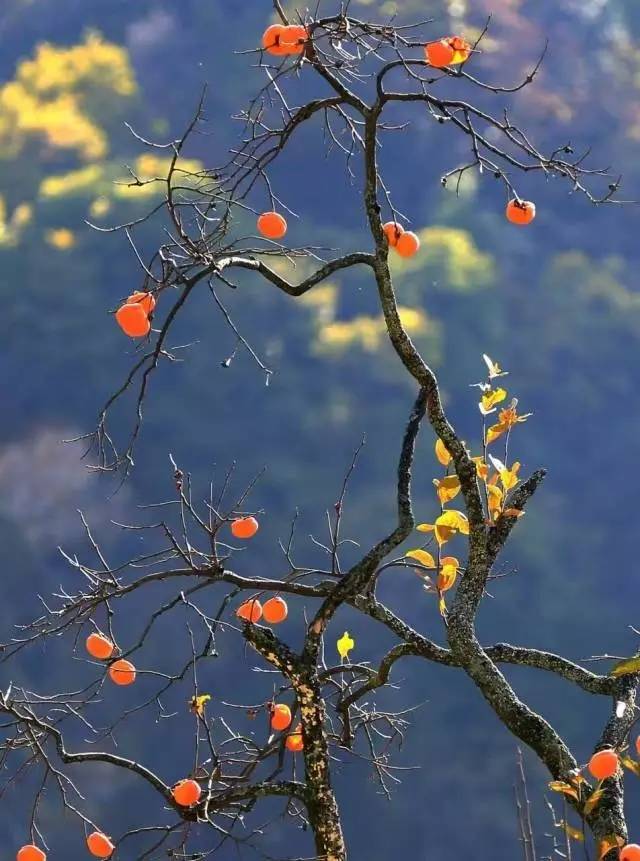 让你回忆一下小时候爬树摘果子,爬树摘石榴小时候的感觉