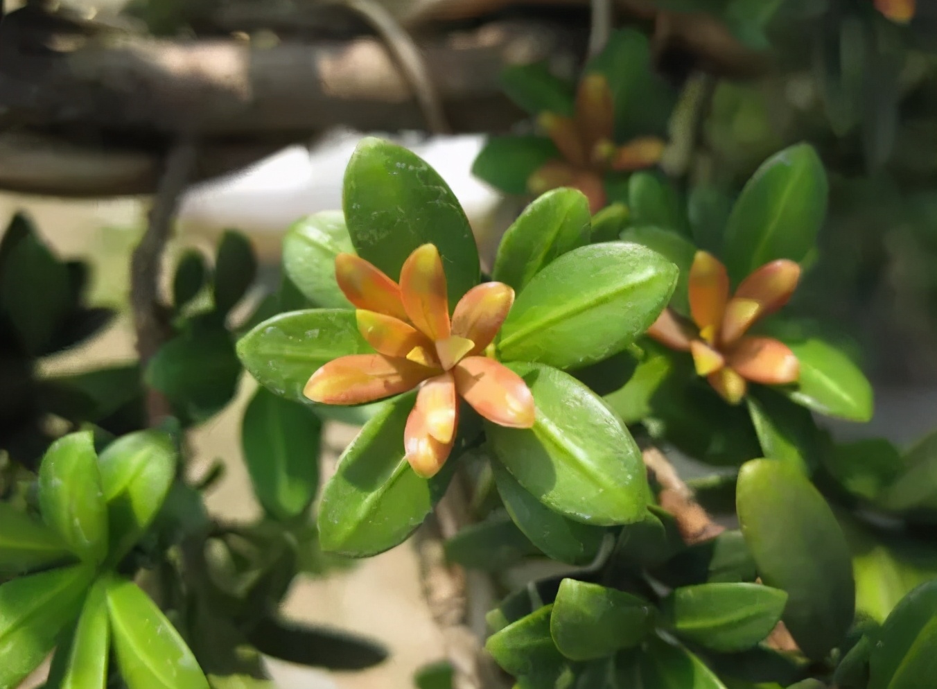 罗汉鱼常见品种,罗汉鱼十大品种排名