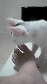 猫咪喜欢铲屎官是怎么回事,猫咪铲屎官要知道的知识