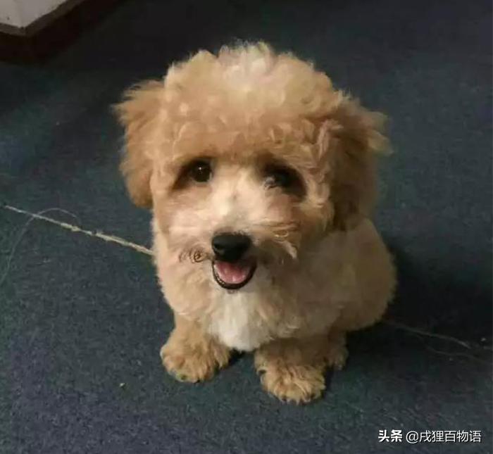 狗狗扭伤和骨折表现有什么区别,狗狗被撞了怎么判断有没有骨折