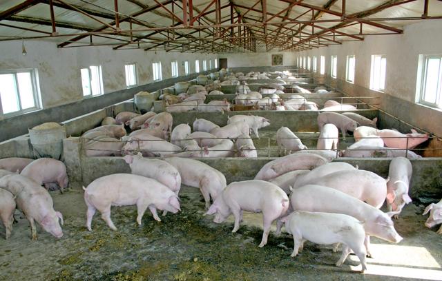 防止粮食霉变最有意义的措施,玉米霉变影响价格