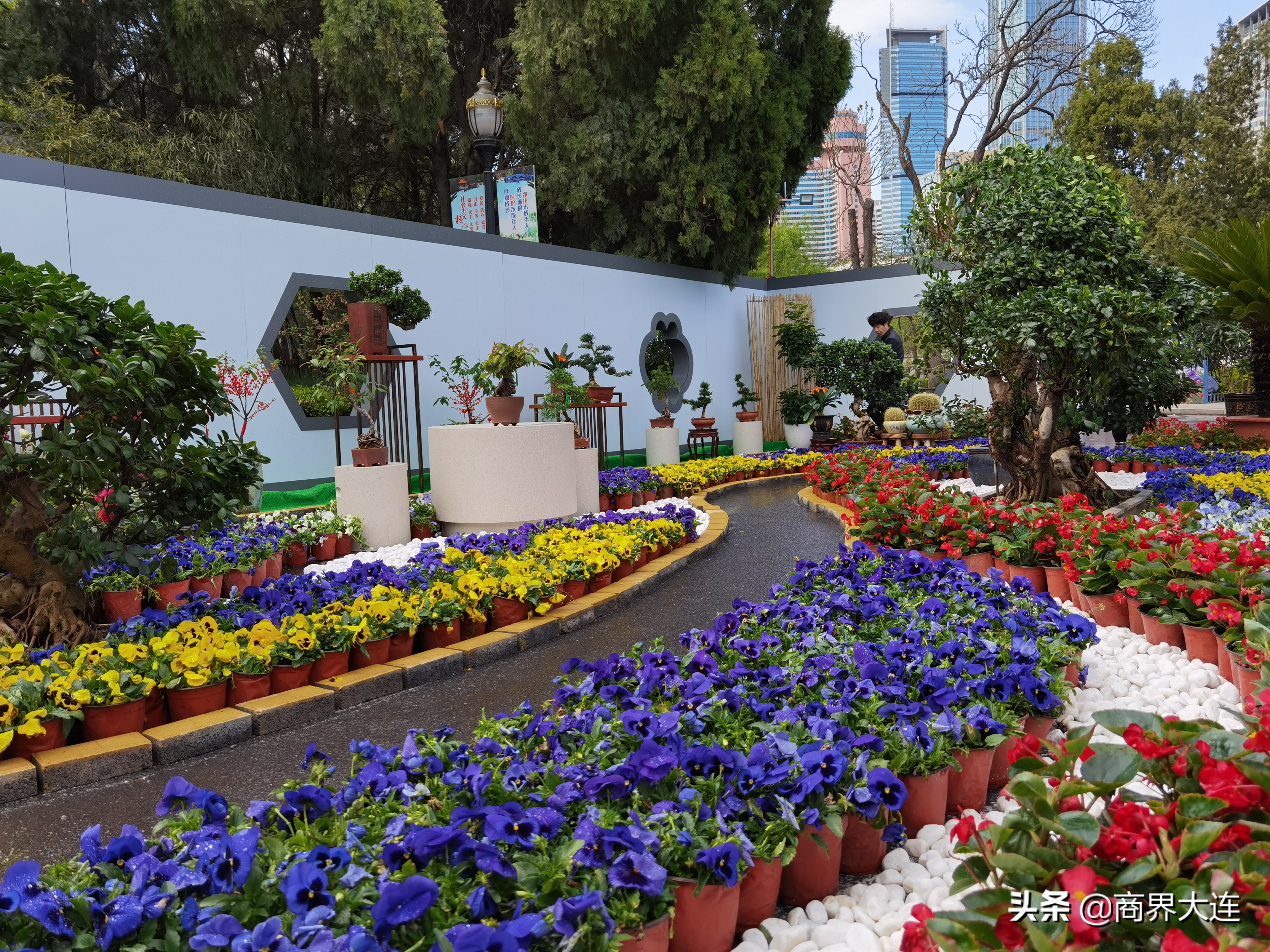 大连花卉展览会在哪里,大连花木公司直播