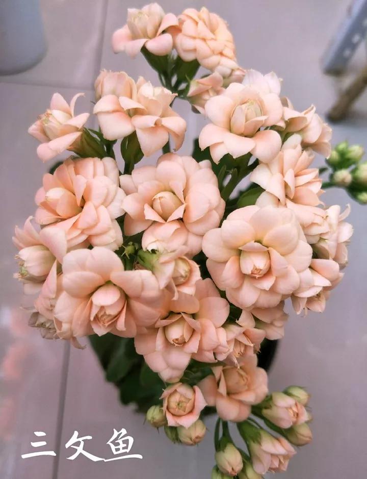 长寿花，寓意好、开花漂亮，花期长，品种多达300个