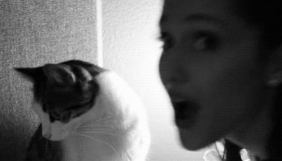 猫咪记仇了怎么化解,我家猫咪超级会掉毛怎么办