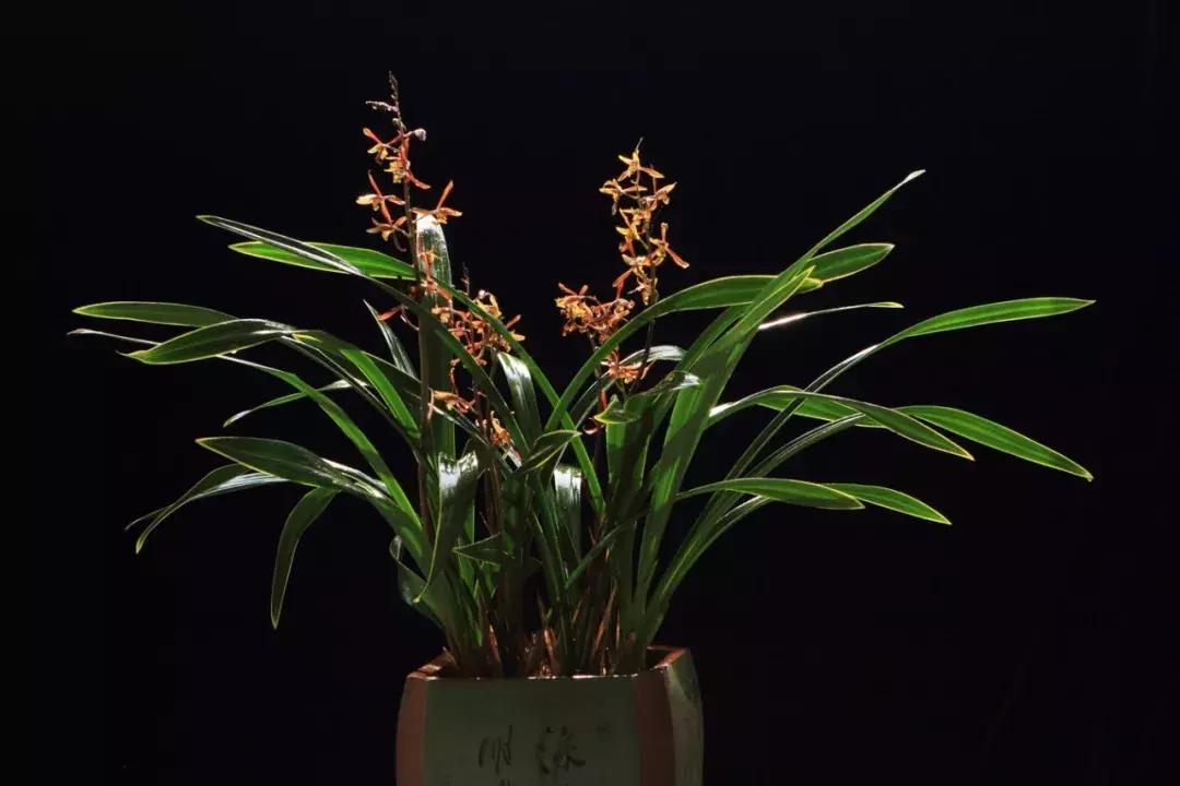 养兰花用什么肥料最好,核桃壳做养兰花肥料的方法