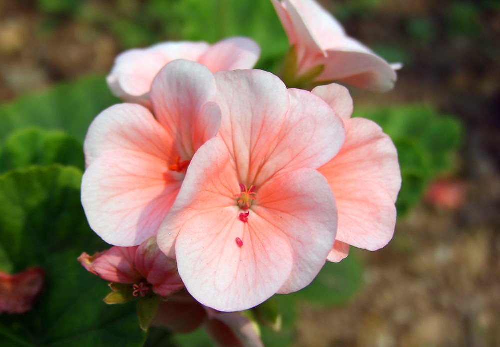 八字伤官官星两旺会发生什么,八字中伤官有什么特征