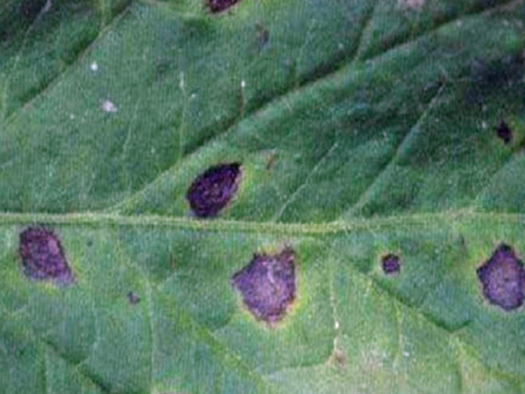 菊花有哪些病虫害及防治,菊花常见病害及治疗方法