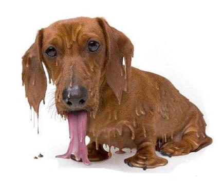 狗狗中暑严重拉血了还能活吗,狗狗到了夏天中暑一直喝水怎么办