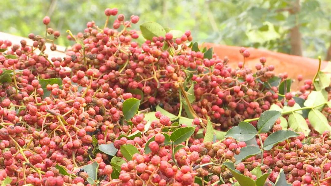 韩城小花椒深加工 (2019年陕西韩城大红袍花椒价格)