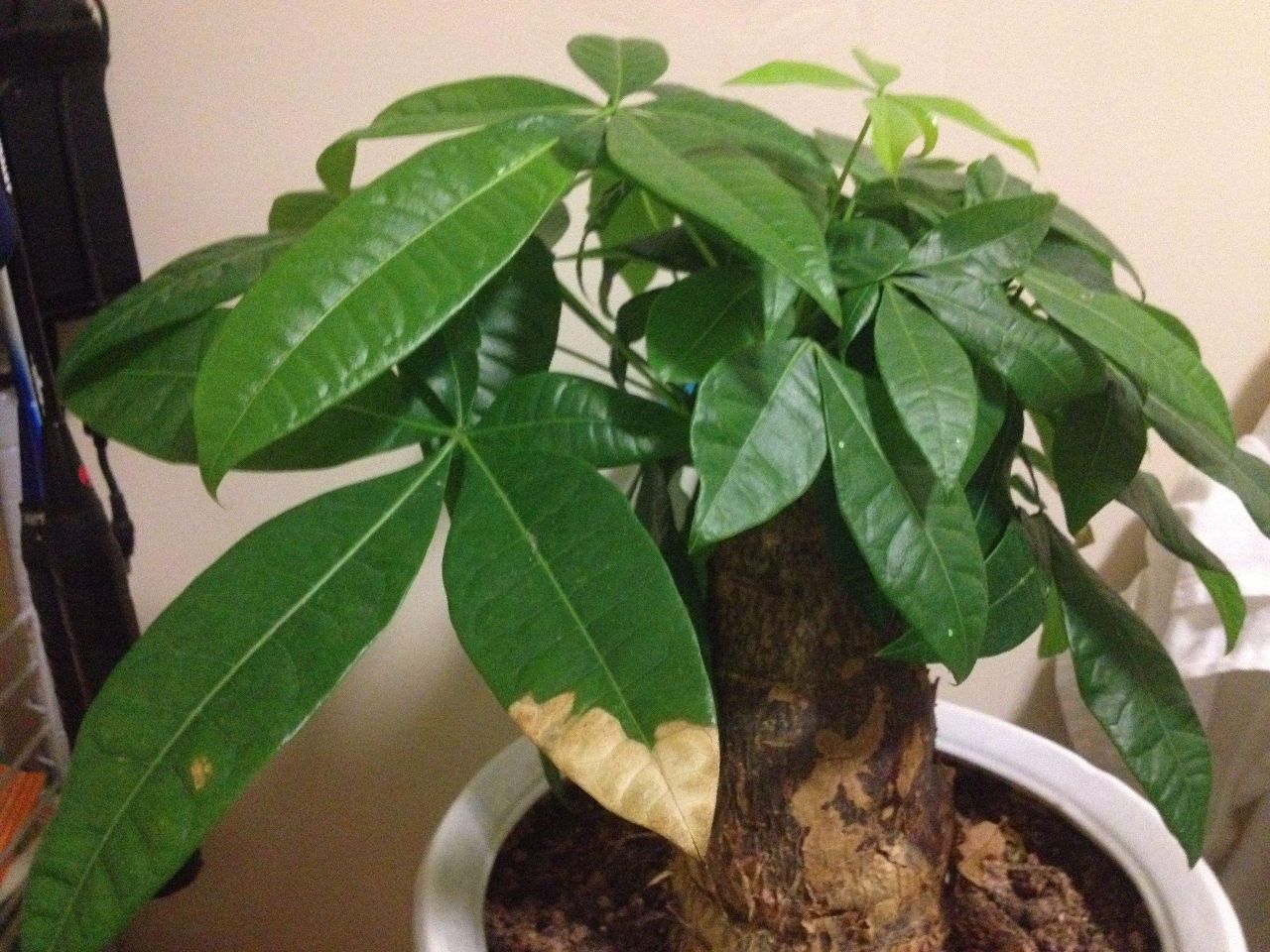 发财树叶子有粘液有斑点怎么处理,发财树叶片上有黑色斑点