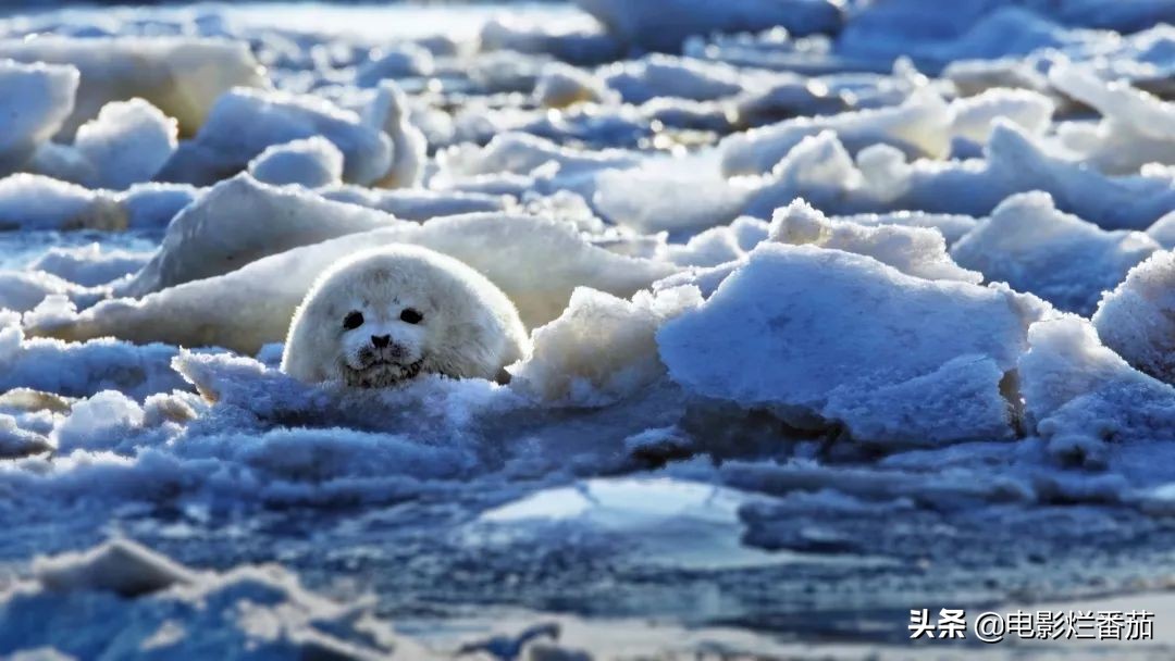 这六部动画片真的值得推荐收藏,十部最值得看的国产片子