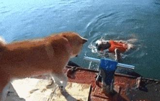 watchdog是不是看门狗,dogwatch