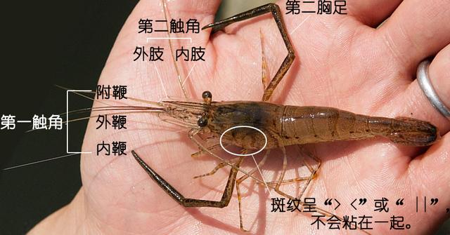 罗氏虾怎么辨别有没有膏,罗氏虾虾苗怎么分辨真假