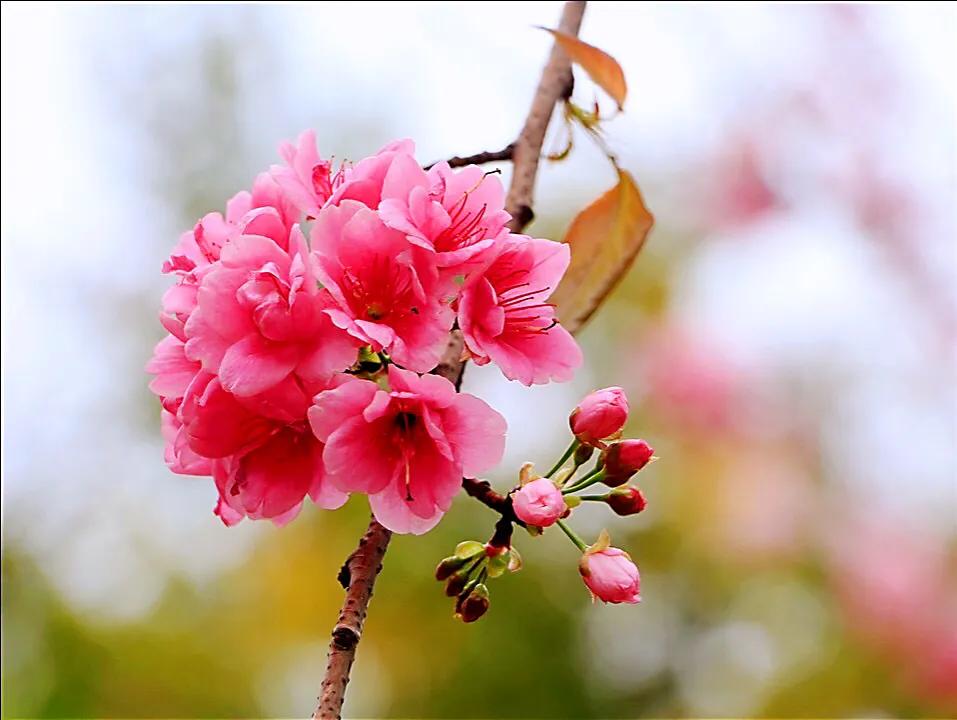 中国最稀少樱花品种阳光樱,樱花品种推荐之迎春樱