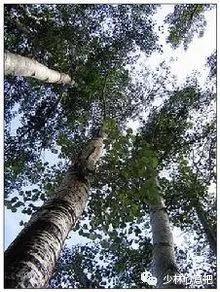 中药图片大全名称,中药图片大全带药名高清