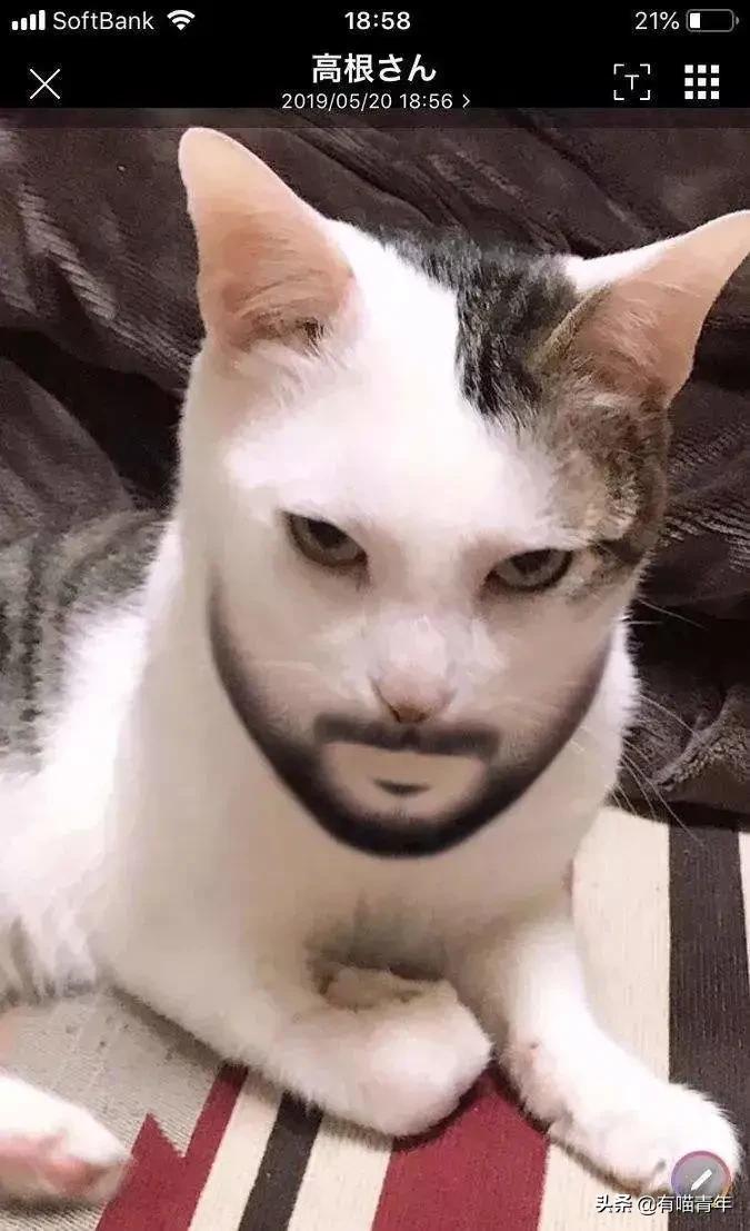 养了十几年的猫和男朋友分手了,女朋友要求丢掉养了3年的猫