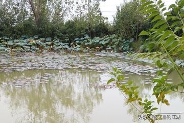 江钓肥鱼方法技巧,肥水钓鲫鱼怎么钓