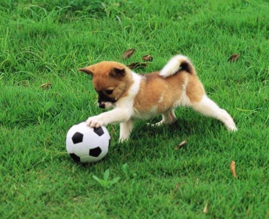 小狗崽不听话可以打吗,小狗崽一直咬东西怎么回事