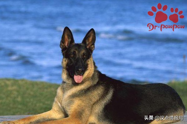 泰迪狗脚疼是怎么回事,泰迪狗脚趾缝红肿怎么办