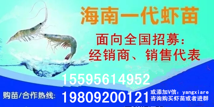 小龙虾虾苗养殖技术,小龙虾养殖怎么放苗