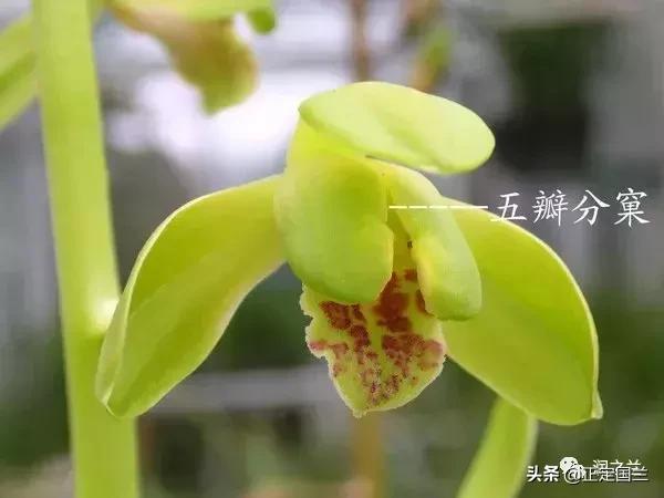 兰花知识大全100种,兰花鉴赏术语100条