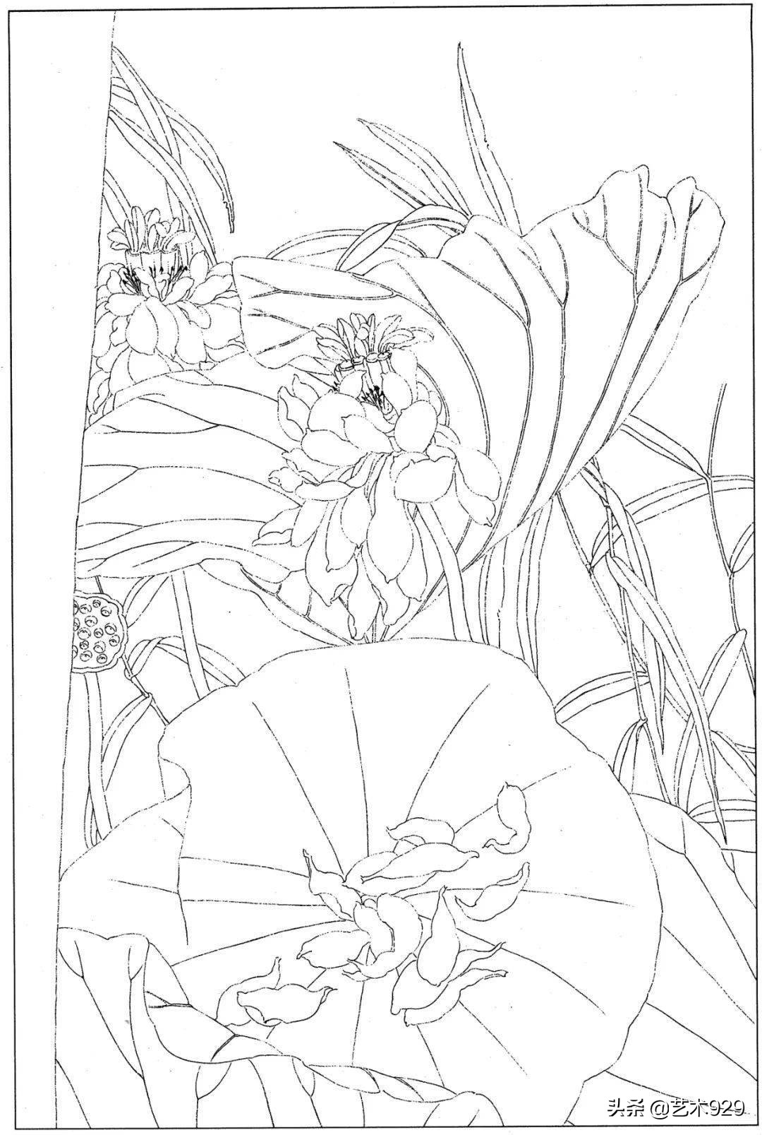 余稚荷花蜻蜓图高清白描底稿,白描荷花勾线方法讲解视频