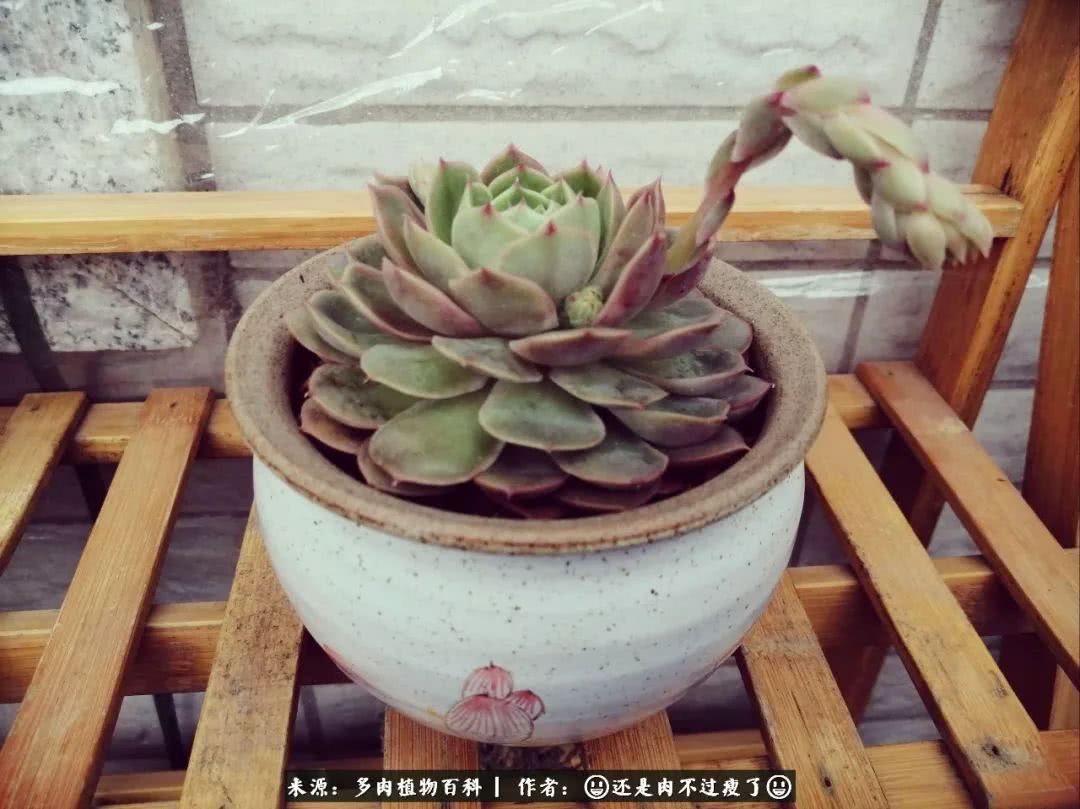 日照弘一法师,日照法师请师父