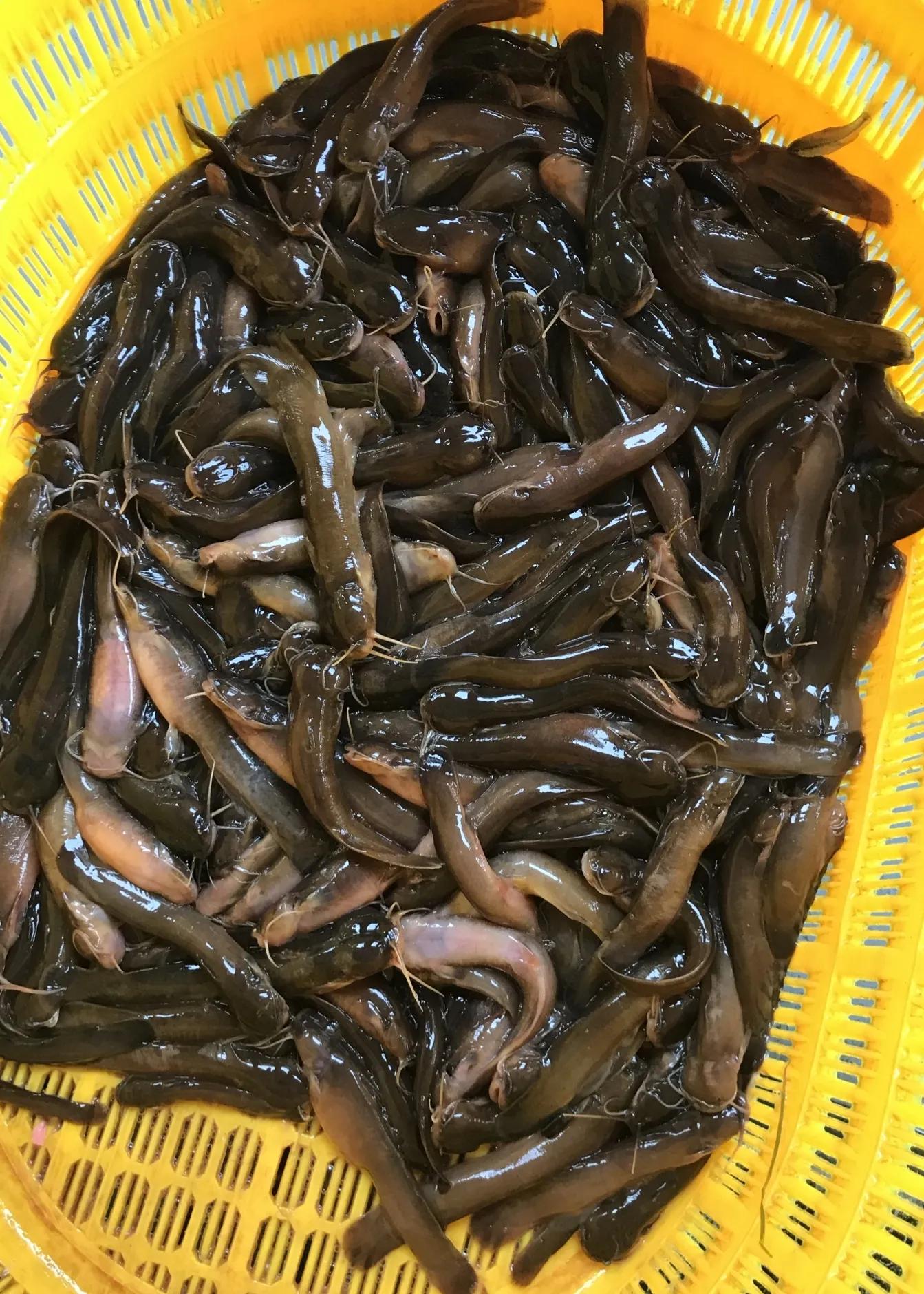 中国最好吃的4大淡水鱼,中国特别好吃的10种淡水鱼