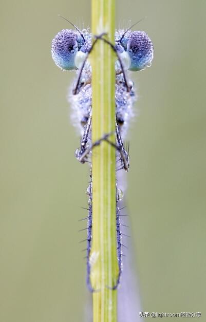 微距摄影拍摄技巧有哪些,微距镜头摄影怎么拍好看