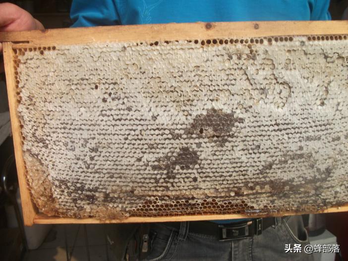 中蜂蜂王身上大蜂螨,中蜂原生虫病