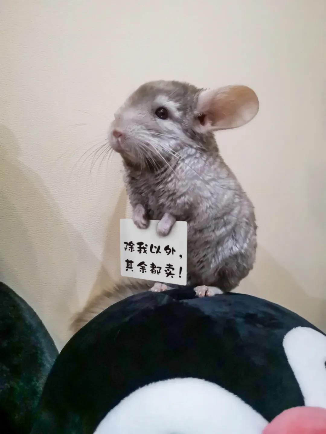 端午节武汉去处 (武汉端午节小长假去哪玩)