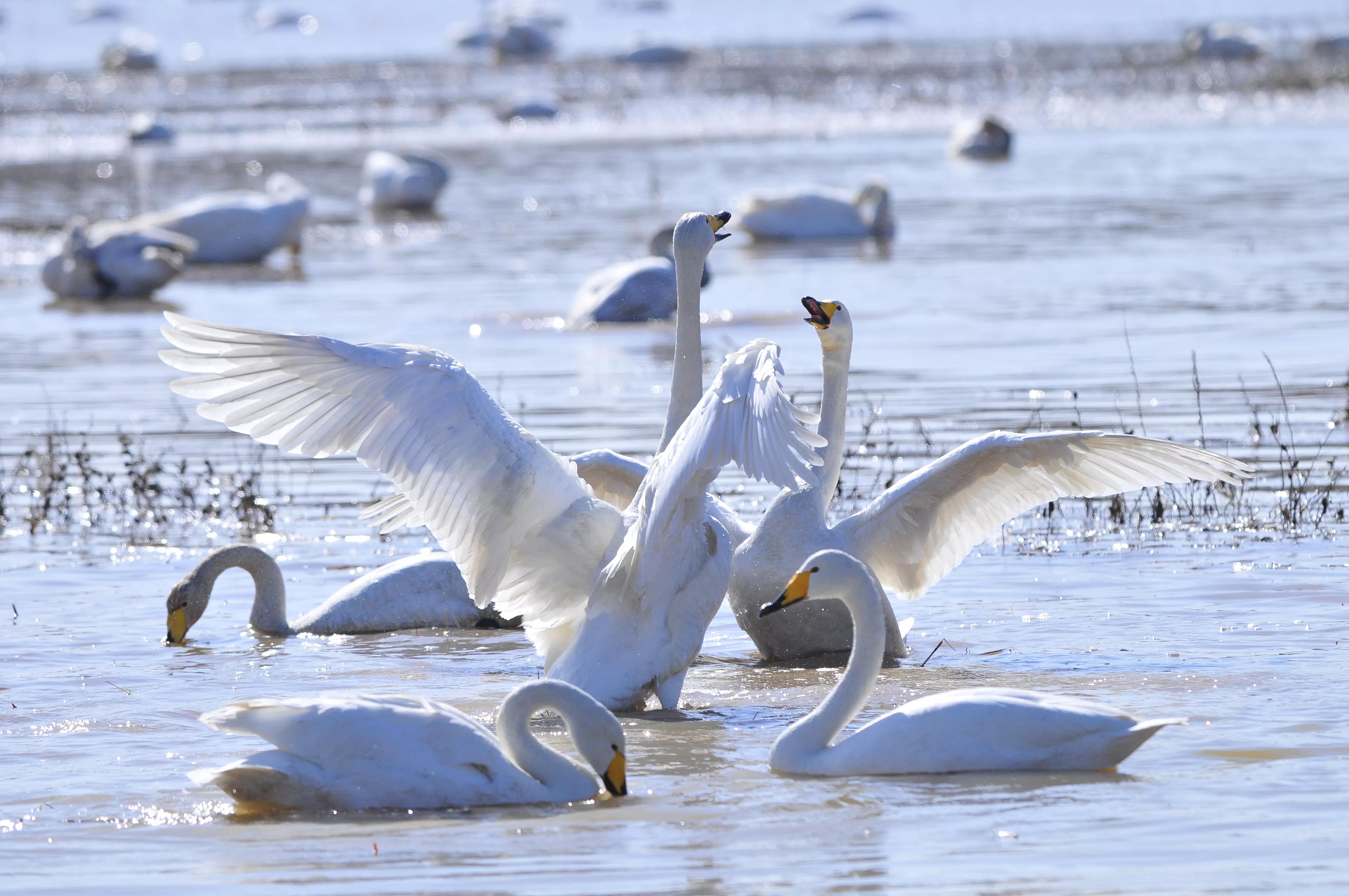 D300s+300F4拍摄/满意，趣解/天鹅斗：只动嘴不动手