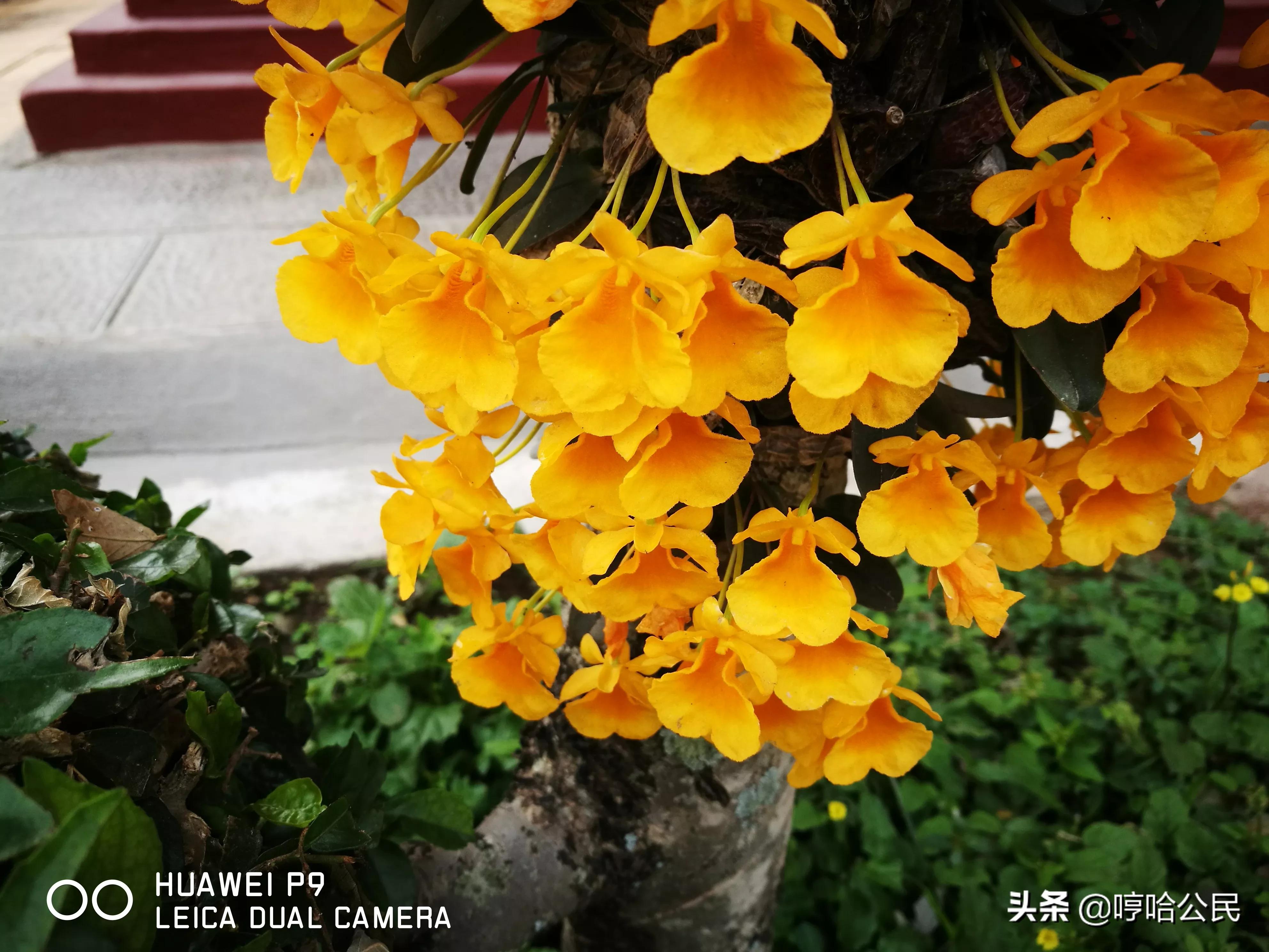 华为p9现在还值得入手吗,华为p9系列历代