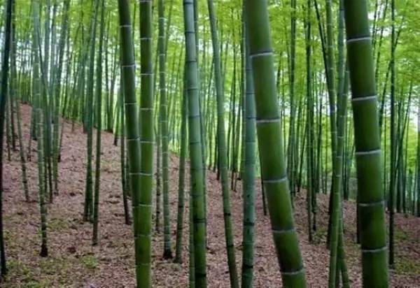 26种竹子大全,26种竹子的特别之处
