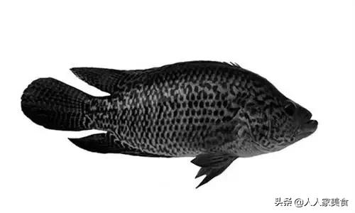 最好的十种石斑鱼,最漂亮的几种石斑鱼