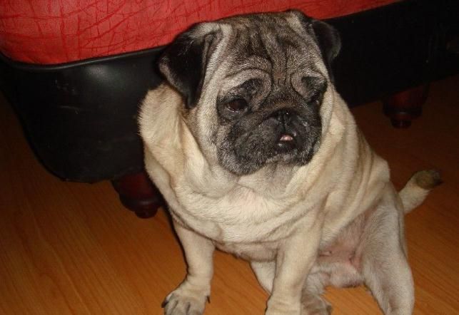 狗狗懒到这三件事都不做,狗狗总是有这些行为说明它想你了