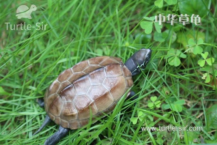 养小乌龟的正确方法草龟,超级大的乌龟怎么才能养好草龟