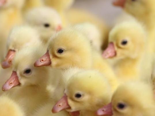 鹅互相啄毛吃的原因及解决方法,鹅老是啄其他鹅的毛是怎么回事