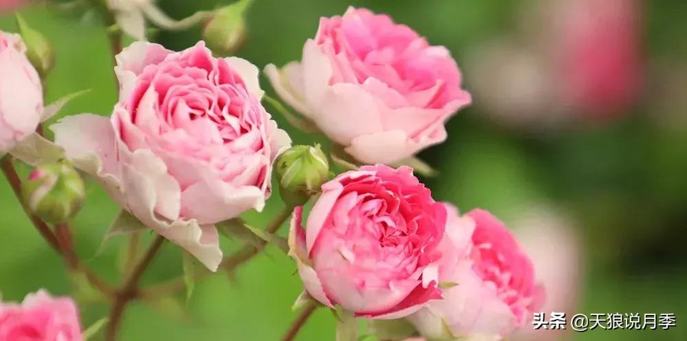 抗病性好的月季推荐,哪些月季品种抗病强