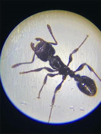 儿童电子显微镜真的1000倍,日本儿童便携显微镜1200倍