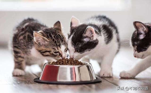 猫咪不吃猫粮怎么办小妙招,猫咪不吃猫粮只喝水还干呕怎么办