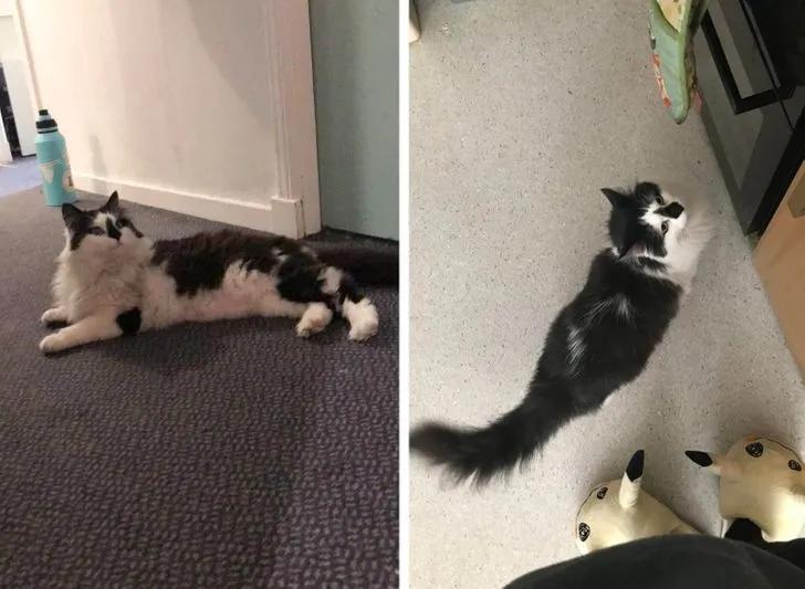 与陌生的猫接触,两只不认识的猫咪相遇会发生什么