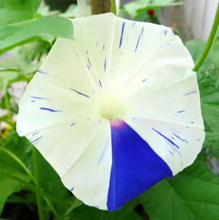 牵牛花到处都可以肆无忌惮的生长,不常见的品种,美出天际!