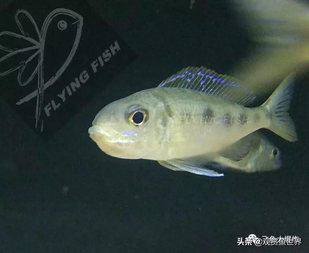 慈鲷蓝波,三湖慈鲷哪些值得养