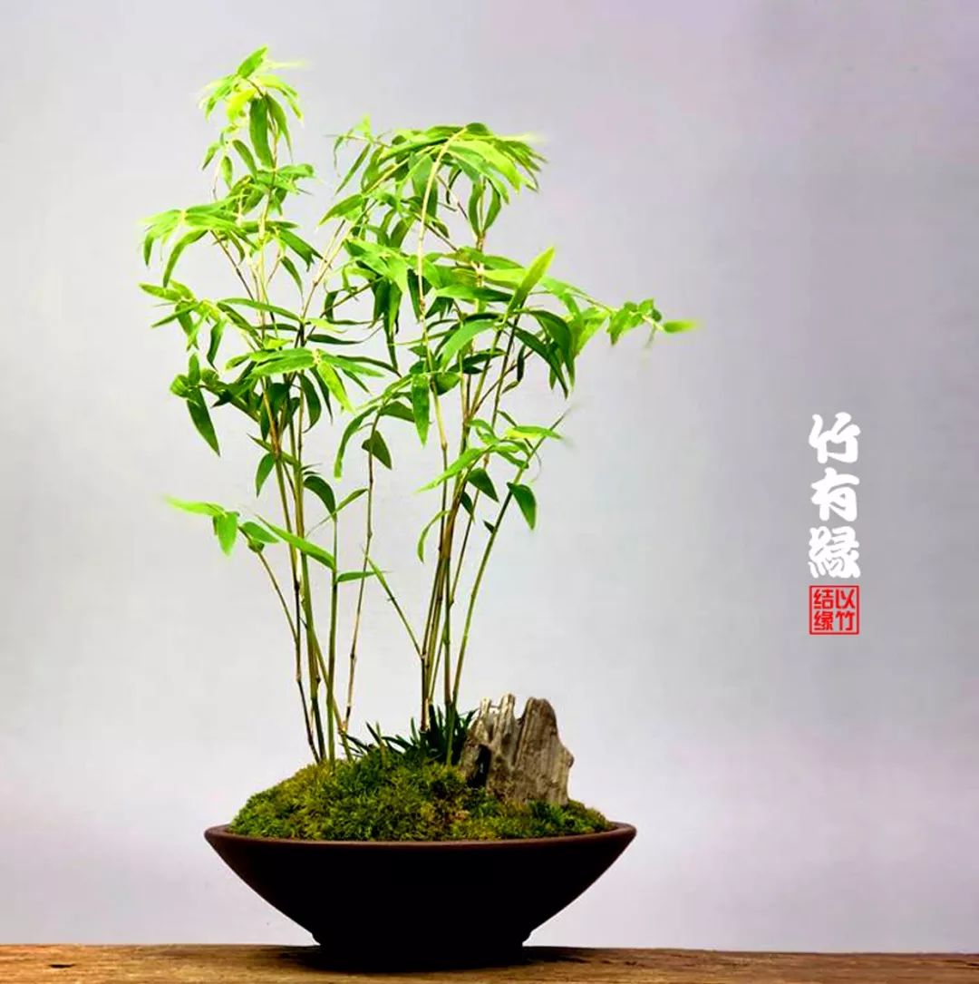 《竹子浇水宝典》竹子浇水是门大学问！