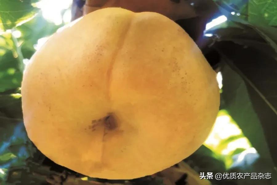 什么种类的黄桃最好吃又甜,鲜食黄桃品种哪个最好吃